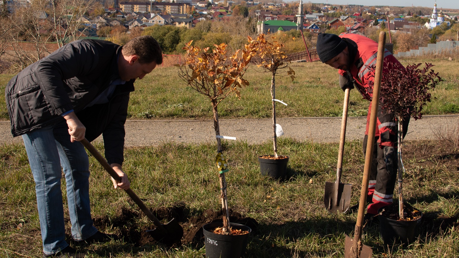 Посадили 56 деревьев. Посадка деревьев и кустарников. Высадка деревьев Татарстан. Букетная посадка деревьев. Сажает дерево Тополь.